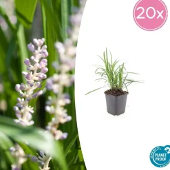 LA GREEN TOUCH - Ophiopogon - herbe aux turquoises 'moneymaker' x40 – entre 2,5 et 3,33m2
