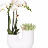 LA GREEN TOUCH - Orchidée amabilis et succulente en pot décoratif blanc