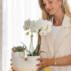 LA GREEN TOUCH - Orchidée amabilis et succulente en pot décoratif blanc