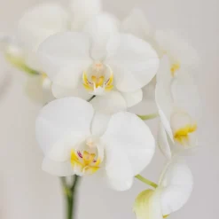 LA GREEN TOUCH - Orchidée amabilis et succulente en pot décoratif blanc