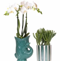 LA GREEN TOUCH - Orchidée amabilis et crassula en pots verts