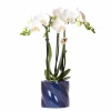 LA GREEN TOUCH - Orchidée amabilis blanche et son pot bleu candy - hauteur 35cm