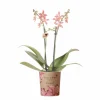 LA GREEN TOUCH - Orchidée araignée orange en pot - plante d'intérieur fleurie 35cm - plante d'intérieur