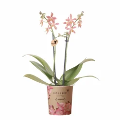 LA GREEN TOUCH - Orchidée araignée orange en pot - plante d'intérieur fleurie 35cm - plante d'intérieur