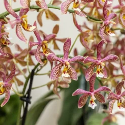 LA GREEN TOUCH - Orchidée araignée orange en pot - plante d'intérieur fleurie 35cm - plante d'intérieur