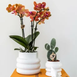 LA GREEN TOUCH - Orchidée bolzano en pot bubble blanc 35cm - plante d'intérieur