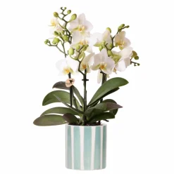 LA GREEN TOUCH - Orchidée blanche et son pot bleu turquoise - hauteur 35cm