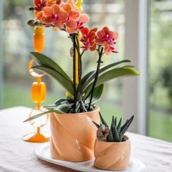 LA GREEN TOUCH - Orchidée corail et succulente avec cache-pot pêche sur plateau blanc