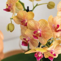 LA GREEN TOUCH - Orchidée corail et succulente avec cache-pot pêche sur plateau blanc
