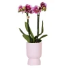 LA GREEN TOUCH - Orchidée el salvador rose et son pot diabolo - hauteur 35cm