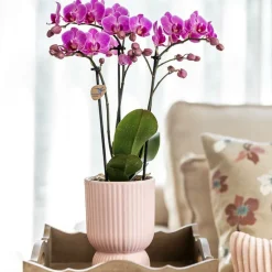 LA GREEN TOUCH - Orchidée el salvador rose et son pot diabolo - hauteur 35cm