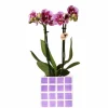LA GREEN TOUCH - Orchidée el salvador rose et son pot lila - hauteur 35cm