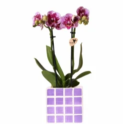 LA GREEN TOUCH - Orchidée el salvador rose et son pot lila - hauteur 35cm