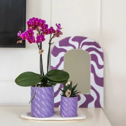 LA GREEN TOUCH - Orchidée morelia et plante verte en pots candy sur plateau