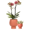 LA GREEN TOUCH - Orchidée orange et succulent miranda avec pots céramiques 35cm - plante d'intérieur