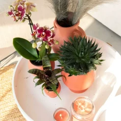 LA GREEN TOUCH - Orchidée orange et succulent miranda avec pots céramiques 35cm - plante d'intérieur