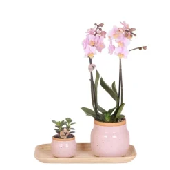 LA GREEN TOUCH - Orchidée phalaenopsis rose et crassula avec plateau en bambou 35cm - plante d'intérieur