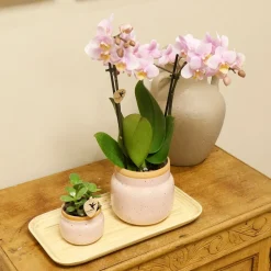 LA GREEN TOUCH - Orchidée phalaenopsis rose et crassula avec plateau en bambou 35cm - plante d'intérieur