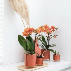 LA GREEN TOUCH - Orchidée phalaenopsis orange - ø9cm - plante d'intérieur fleurie 35cm - plante d'intérieur