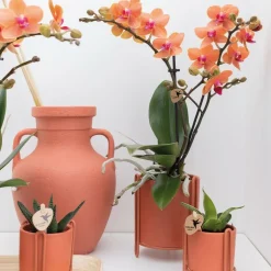 LA GREEN TOUCH - Orchidée phalaenopsis orange - ø9cm - plante d'intérieur fleurie 35cm - plante d'intérieur