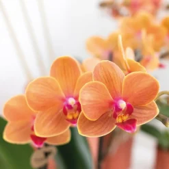 LA GREEN TOUCH - Orchidée phalaenopsis orange - ø9cm - plante d'intérieur fleurie 35cm - plante d'intérieur