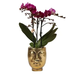 LA GREEN TOUCH - Orchidée pourpre et son cache-pot couleur or - plante d'intérieur fleurie 35cm - plante d'intérieur