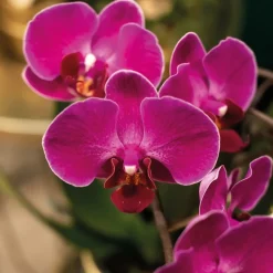 LA GREEN TOUCH - Orchidée pourpre et son cache-pot couleur or - plante d'intérieur fleurie 35cm - plante d'intérieur