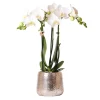 LA GREEN TOUCH - Orchidée phalaenopsis blanche en pot argenté amabilis 35cm - plante d'intérieur