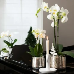 LA GREEN TOUCH - Orchidée phalaenopsis blanche en pot argenté amabilis 35cm - plante d'intérieur