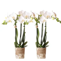 LA GREEN TOUCH - Orchidée phalaenopsis blanche - lot de 2 35cm - plante d'intérieur