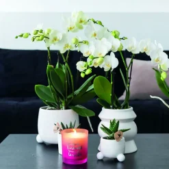LA GREEN TOUCH - Orchidée phalaenopsis blanche - lot de 2 35cm - plante d'intérieur