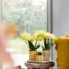 LA GREEN TOUCH - Orchidée phalaenopsis & echeveria en pot rayé decoratif