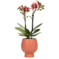 LA GREEN TOUCH - Orchidée phalaenopsis spain en pot terracotta scandic 35cm - plante d'intérieur