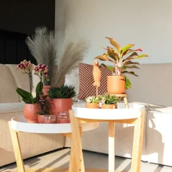 LA GREEN TOUCH - Orchidée phalaenopsis spain en pot terracotta scandic 35cm - plante d'intérieur