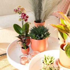 LA GREEN TOUCH - Orchidée phalaenopsis spain en pot terracotta scandic 35cm - plante d'intérieur