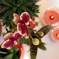 LA GREEN TOUCH - Orchidée phalaenopsis spain en pot terracotta scandic 35cm - plante d'intérieur