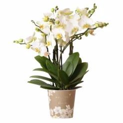 LA GREEN TOUCH - Orchidée phalaenopsis blanche | lausanne | plante d'intérieur cm - plante d'intérieur