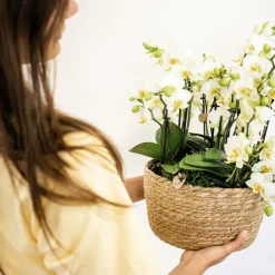 LA GREEN TOUCH - Orchidée phalaenopsis blanche | lausanne | plante d'intérieur cm - plante d'intérieur