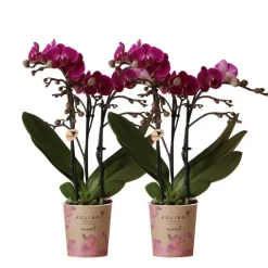 LA GREEN TOUCH - Orchidée phalaenopsis mauve - lot de 2 35cm - plante d'intérieur