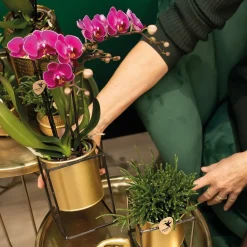LA GREEN TOUCH - Orchidée phalaenopsis mauve - lot de 2 35cm - plante d'intérieur