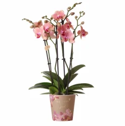 LA GREEN TOUCH - Orchidée phalaenopsis orange-rose jewel pirate picotee 45cm - plante d'intérieur