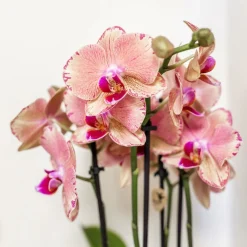 LA GREEN TOUCH - Orchidée phalaenopsis orange-rose jewel pirate picotee 45cm - plante d'intérieur