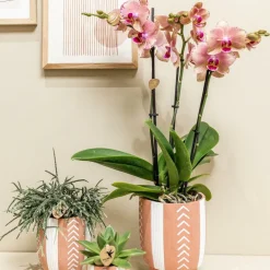 LA GREEN TOUCH - Orchidée phalaenopsis orange-rose jewel pirate picotee 45cm - plante d'intérieur