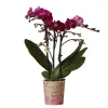 LA GREEN TOUCH - Orchidée violette et son cache-pot - h35cm, ø9cm 35cm - plante d'intérieur