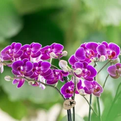 LA GREEN TOUCH - Orchidée violette et son cache-pot - h35cm, ø9cm 35cm - plante d'intérieur