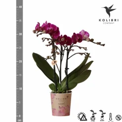 LA GREEN TOUCH - Orchidée violette et son cache-pot - h35cm, ø9cm 35cm - plante d'intérieur