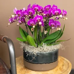 LA GREEN TOUCH - Orchidée violette et son cache-pot - h35cm, ø9cm 35cm - plante d'intérieur