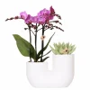 LA GREEN TOUCH - Orchidée vienna et succulent miranda en pot décoratif blanc