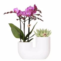 LA GREEN TOUCH - Orchidée vienna et succulent miranda en pot décoratif blanc