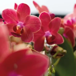 LA GREEN TOUCH - Orchidées colibri - combi deal de 2 orchidées phalaenopsis rouges - congo - pot 9cm